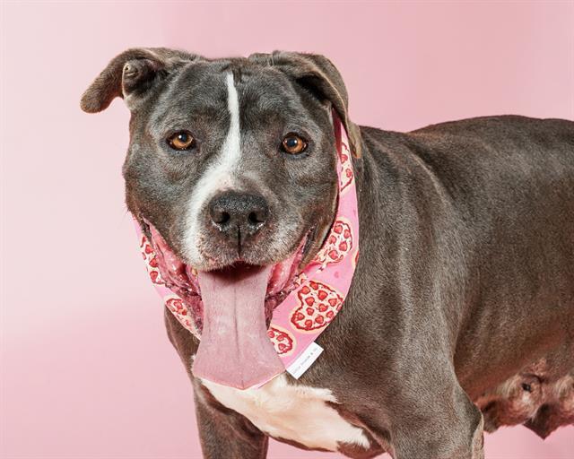 SOTO, an adoptable Mixed Breed in Los Angeles, CA_image-1