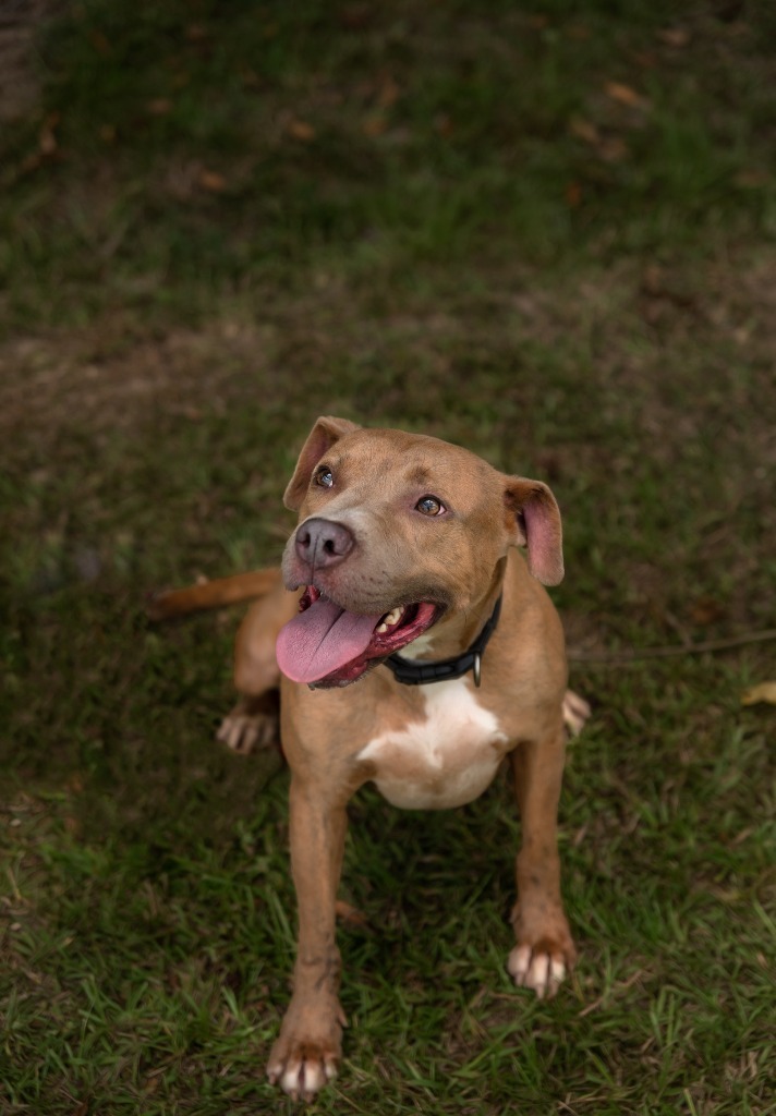 Ricky, an adoptable Pit Bull Terrier in Saint Francisville, LA, 70775 | Photo Image 1