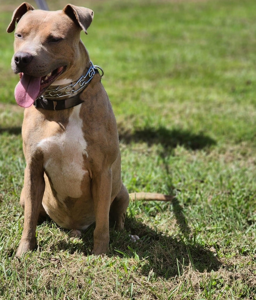 Ricky, an adoptable Pit Bull Terrier in Saint Francisville, LA, 70775 | Photo Image 3