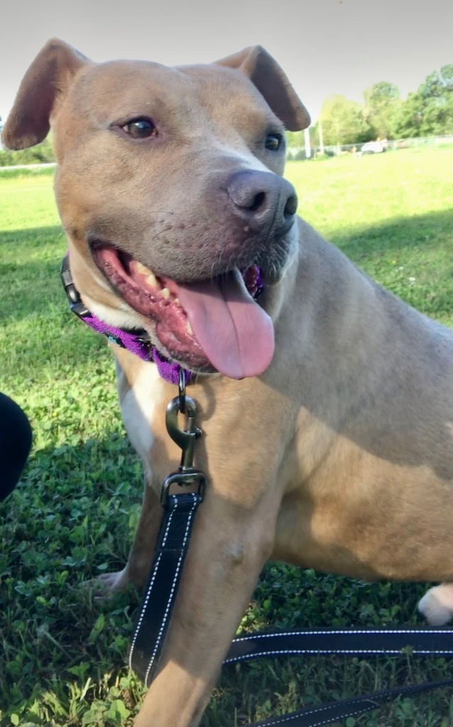 Ricky, an adoptable Pit Bull Terrier in Saint Francisville, LA, 70775 | Photo Image 4