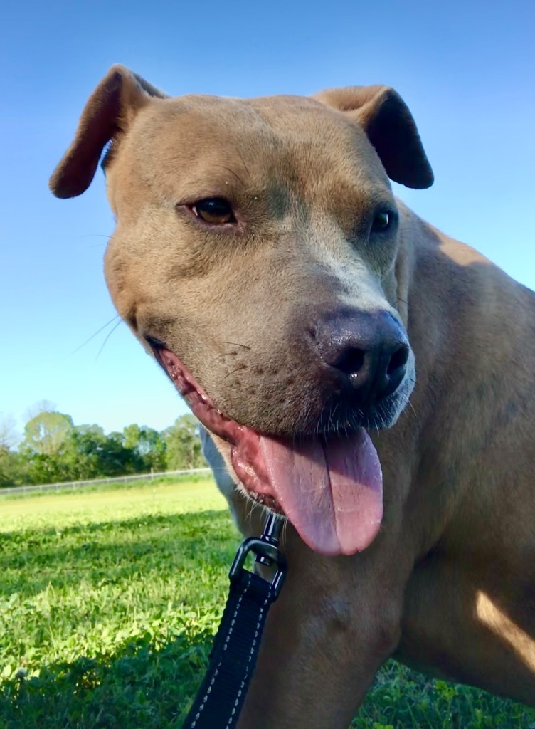 Ricky, an adoptable Pit Bull Terrier in Saint Francisville, LA, 70775 | Photo Image 5