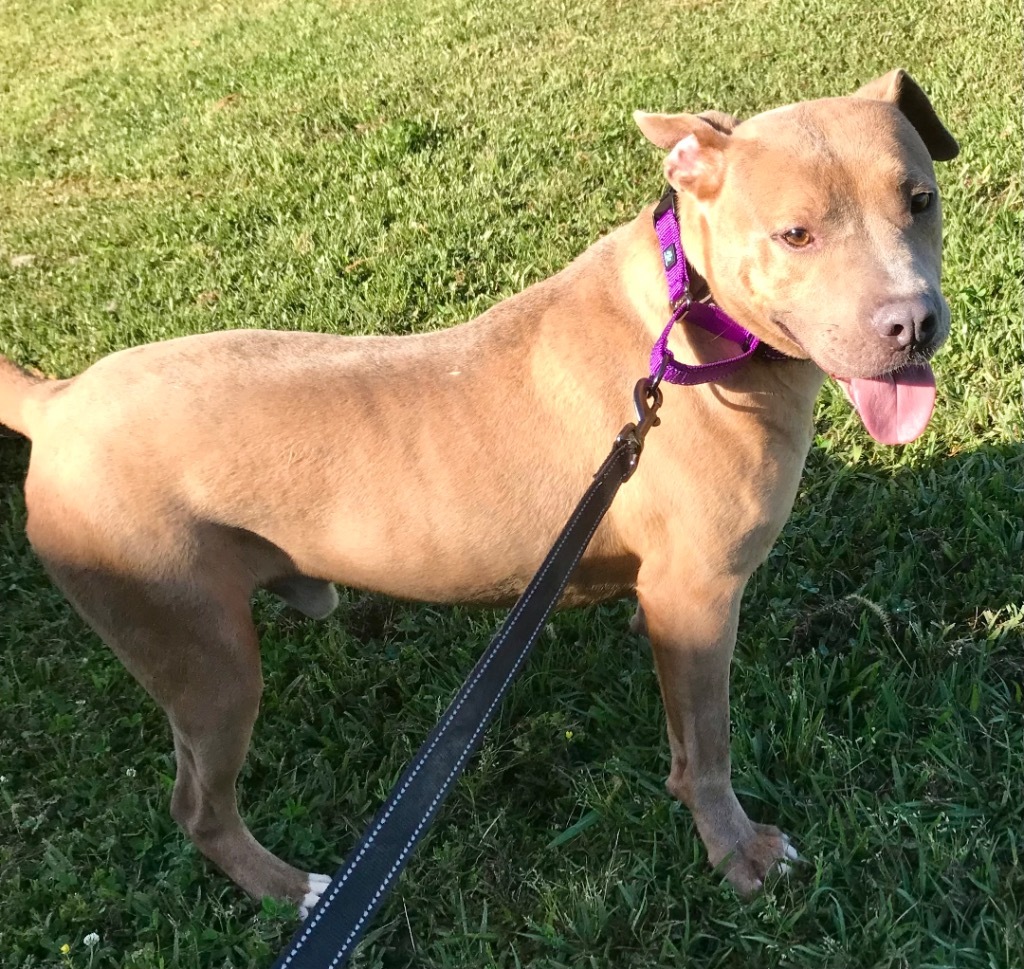 Ricky, an adoptable Pit Bull Terrier in Saint Francisville, LA, 70775 | Photo Image 6