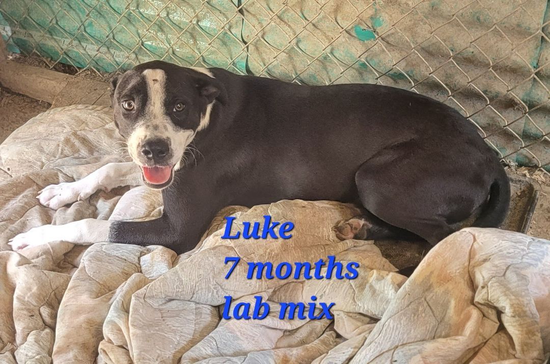 LUKE, an adoptable Boxer, Black Labrador Retriever in Lonsdale, AR, 72087 | Photo Image 5