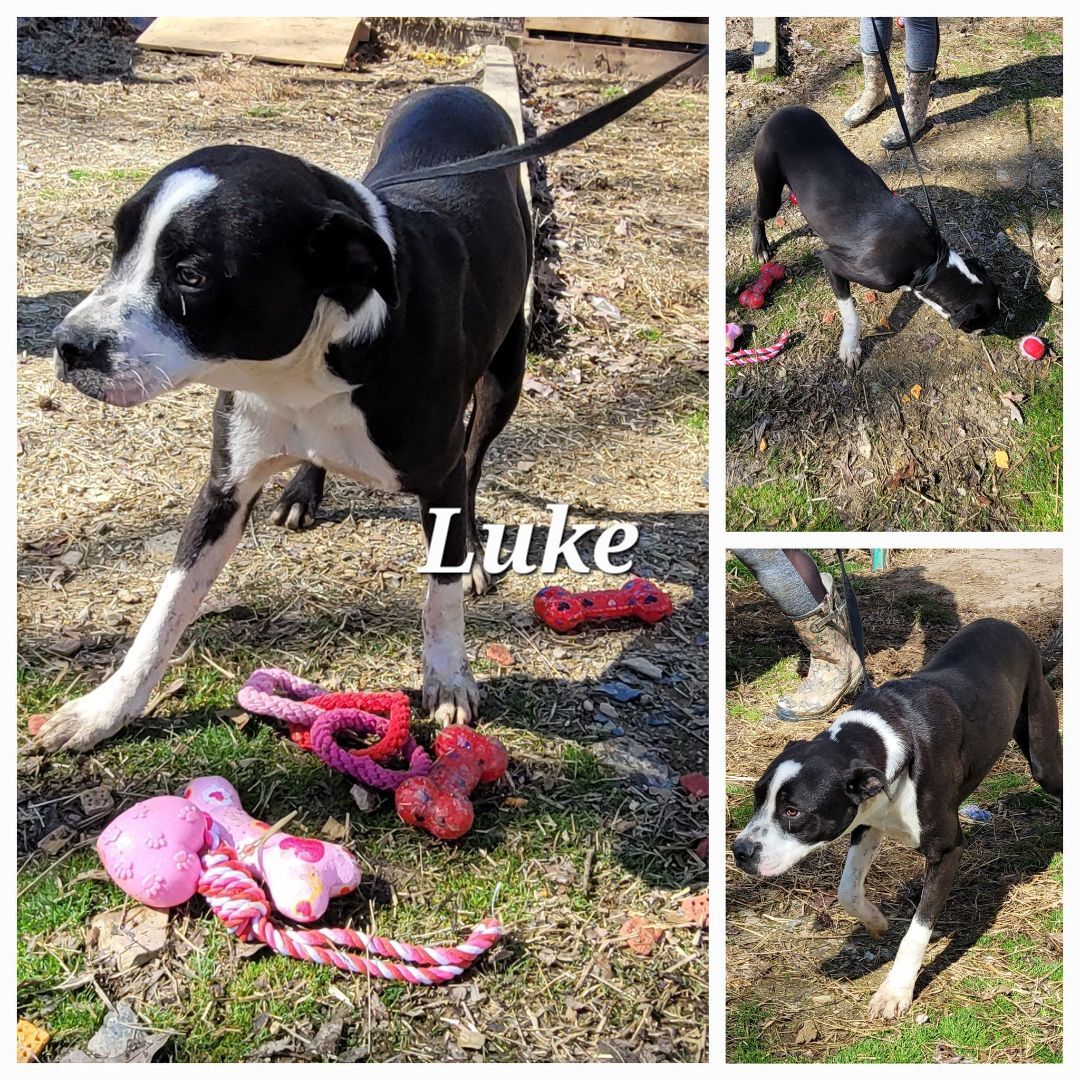 LUKE, an adoptable Boxer, Black Labrador Retriever in Lonsdale, AR, 72087 | Photo Image 6
