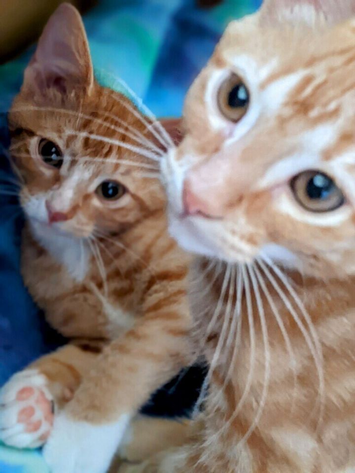 Maverick & Rooster, an adopted Domestic Short Hair in Owensboro, KY_image-3