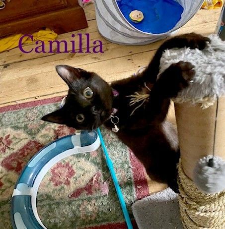 Camilla 3