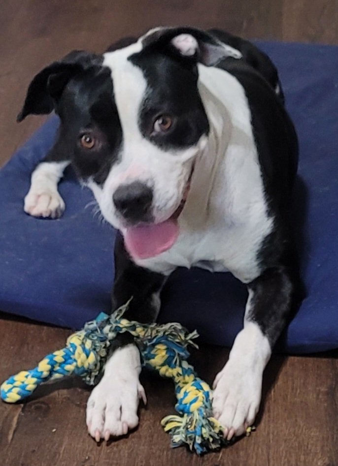 Oreo, an adoptable Mixed Breed in Pensacola, FL, 32526 | Photo Image 1