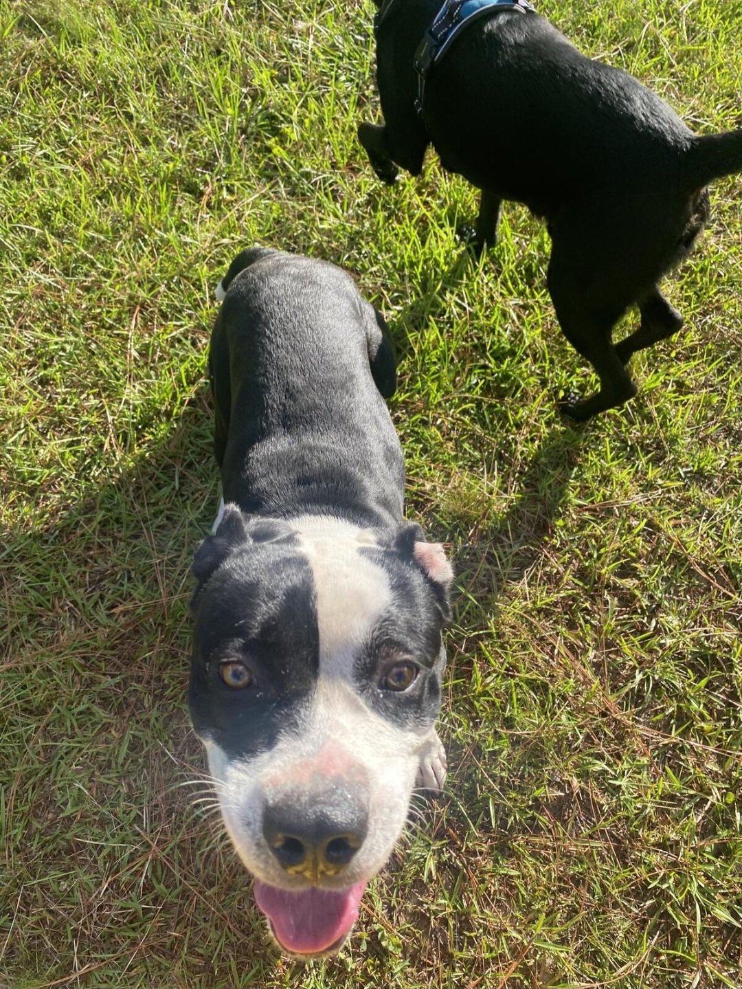 Oreo, an adoptable Mixed Breed in Pensacola, FL, 32526 | Photo Image 2