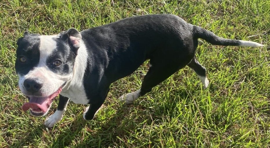 Oreo, an adoptable Mixed Breed in Pensacola, FL, 32526 | Photo Image 3