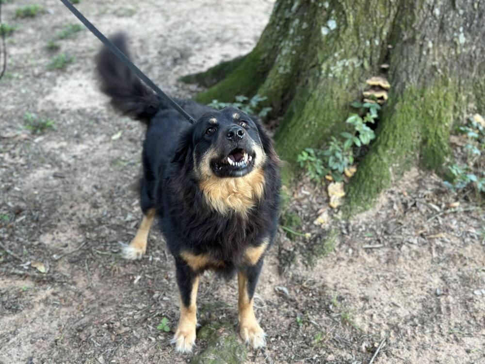 Bear, an adoptable Australian Shepherd, Border Collie in Milton, FL, 32583 | Photo Image 1