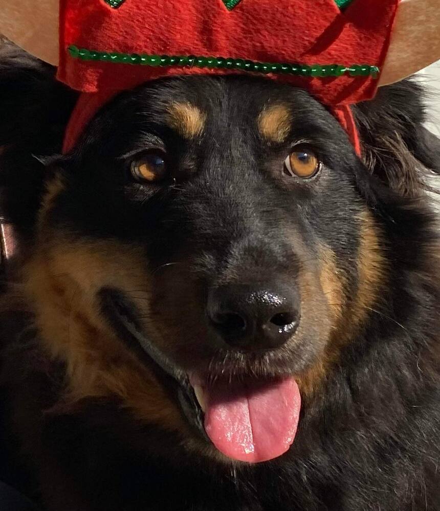 Bear, an adoptable Australian Shepherd, Border Collie in Milton, FL, 32583 | Photo Image 2