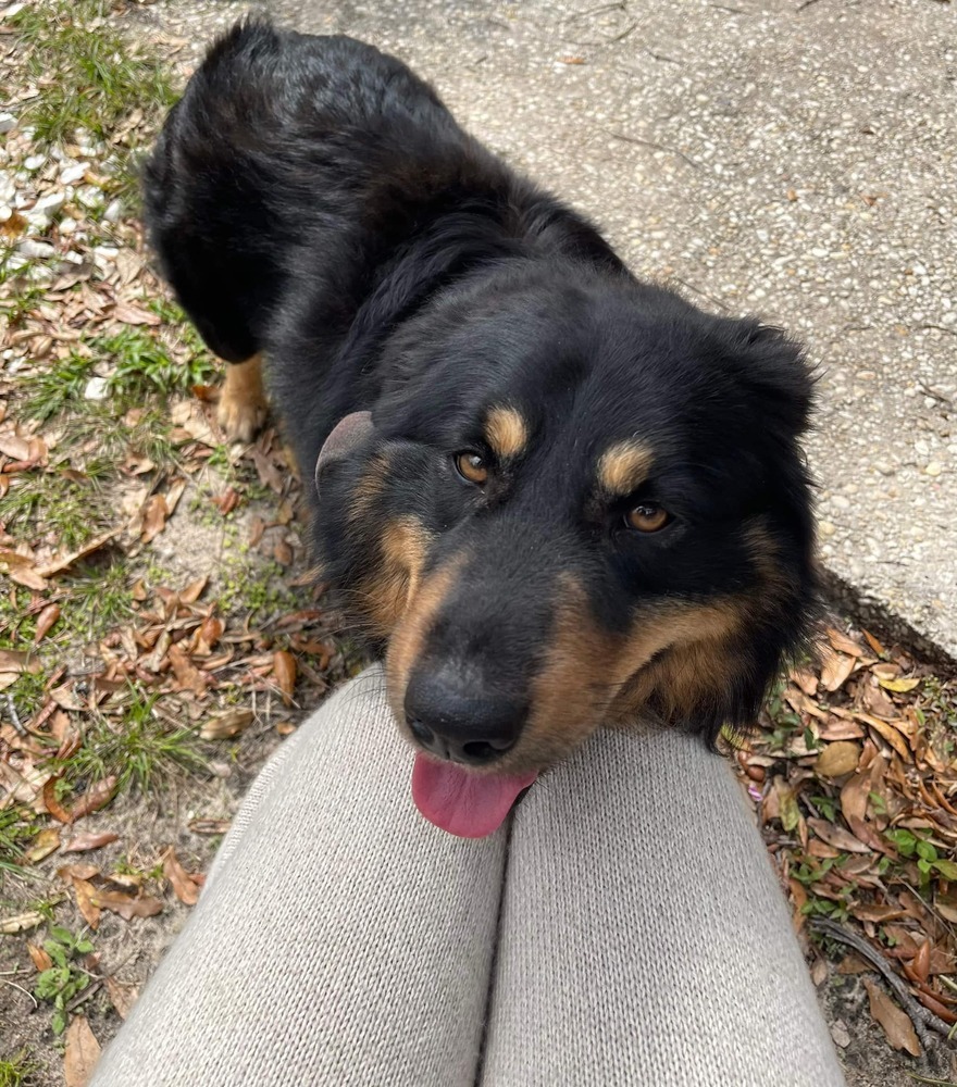 Bear, an adoptable Australian Shepherd, Border Collie in Milton, FL, 32583 | Photo Image 4