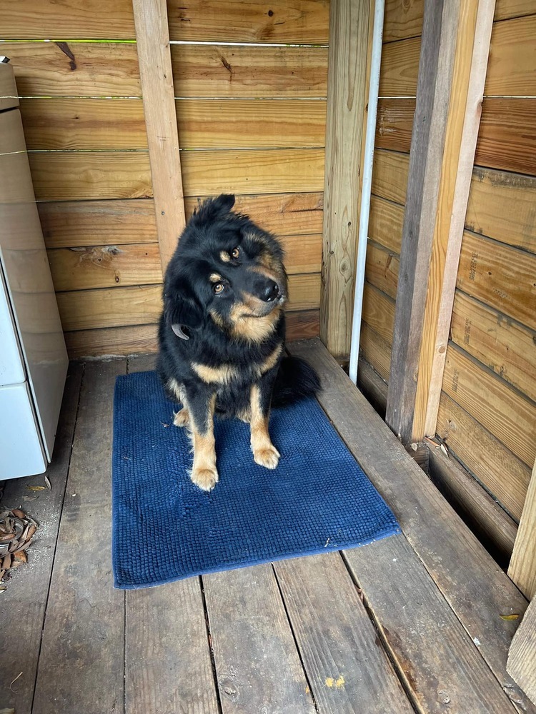 Bear, an adoptable Australian Shepherd, Border Collie in Milton, FL, 32583 | Photo Image 5