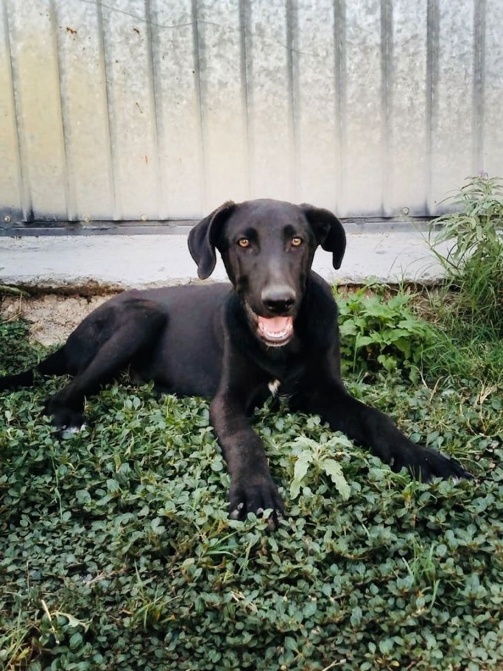 Pancho, an adoptable Black Labrador Retriever Mix in Brooklyn, CT_image-1