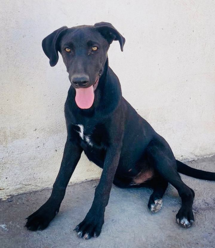 Pancho, an adoptable Black Labrador Retriever Mix in Brooklyn, CT_image-5