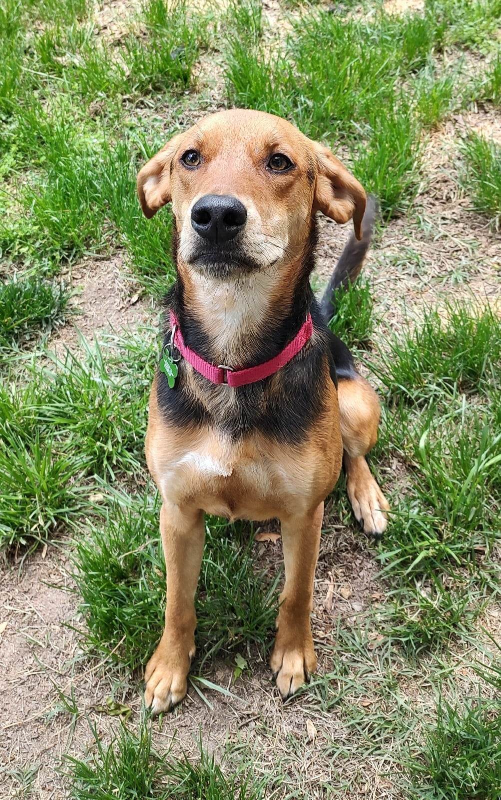 Waylon, an adoptable Hound in Tappahannock, VA, 22560 | Photo Image 1