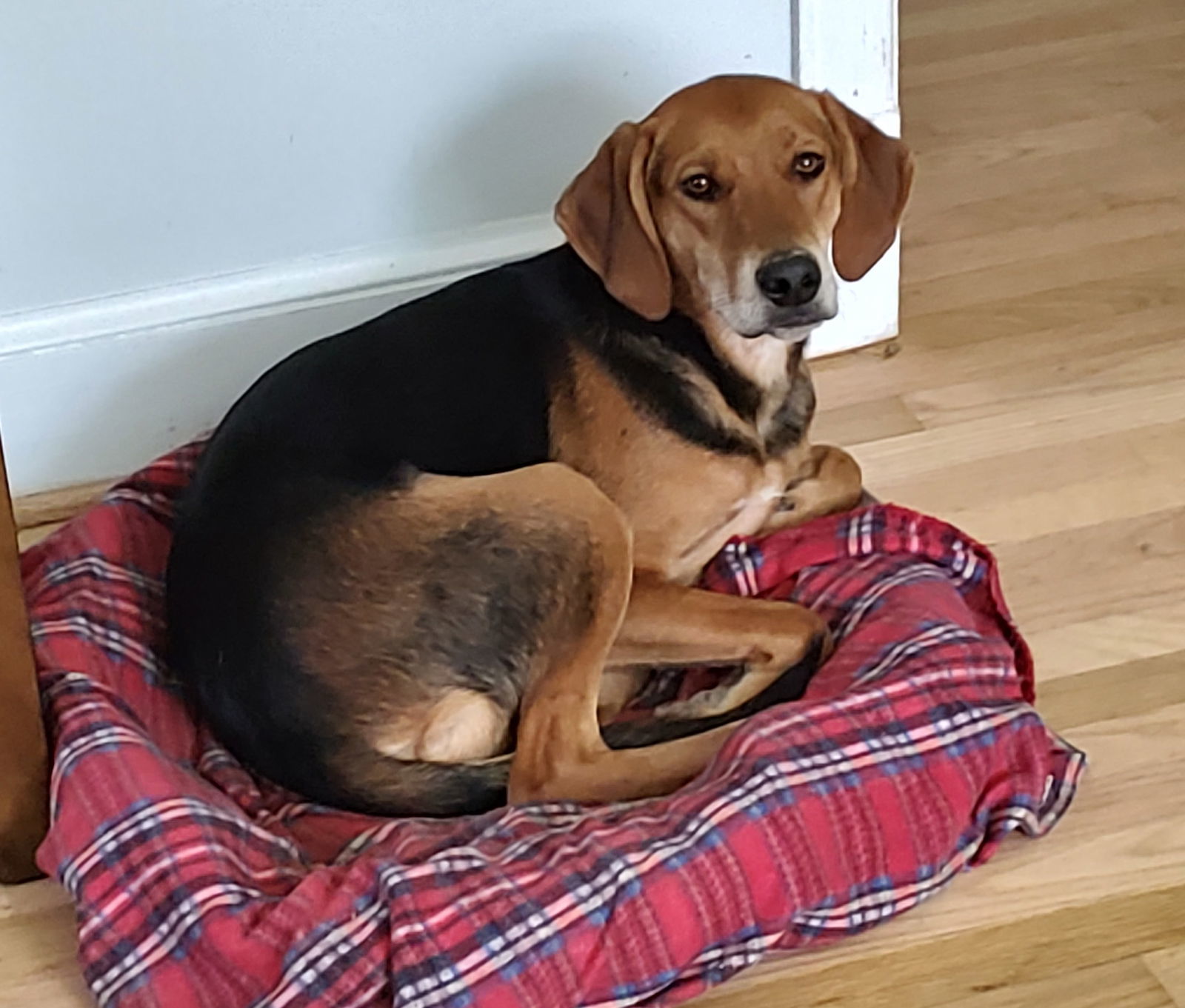 Waylon, an adoptable Hound in Tappahannock, VA, 22560 | Photo Image 2