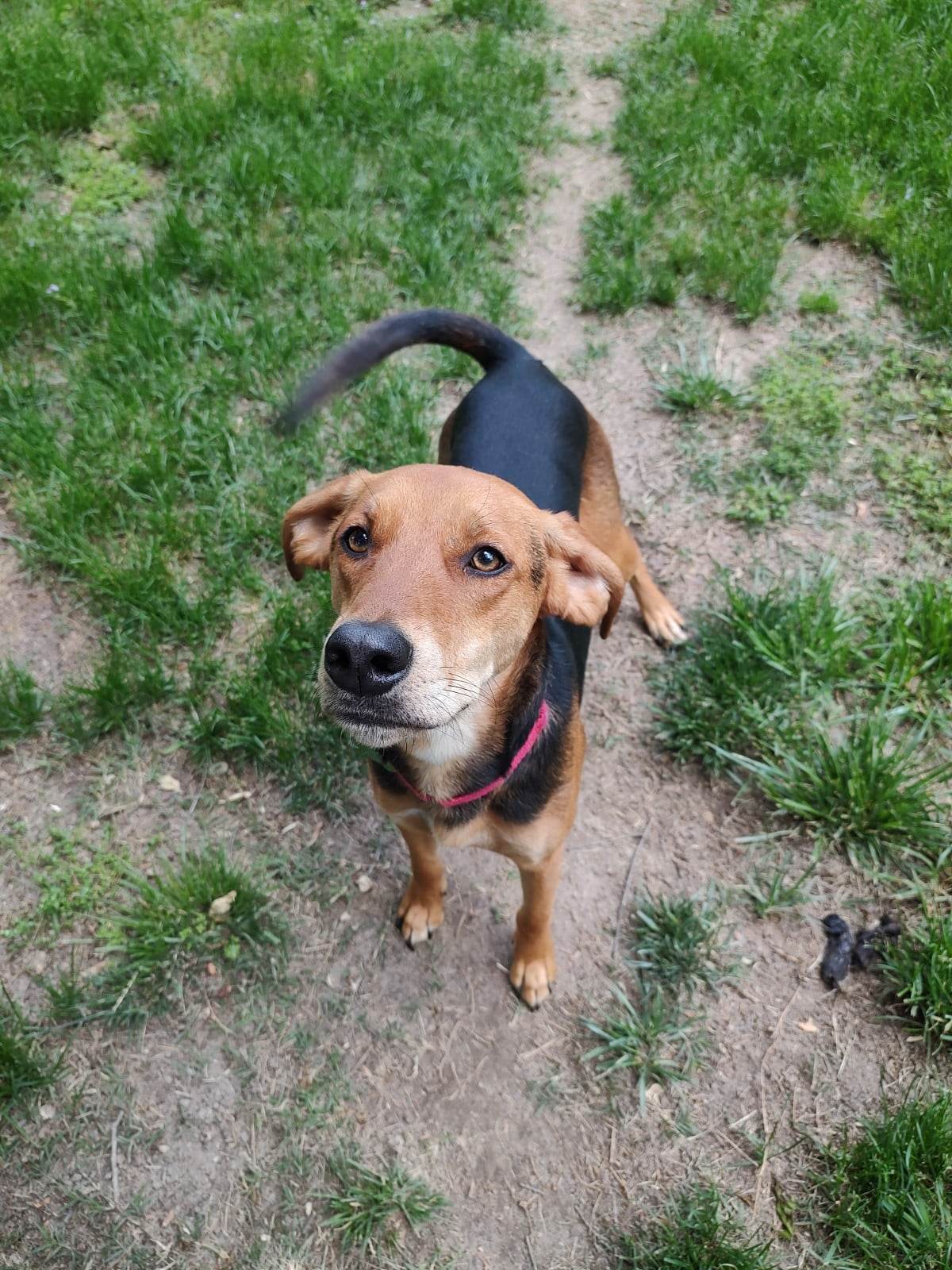 Waylon, an adoptable Hound in Tappahannock, VA, 22560 | Photo Image 3