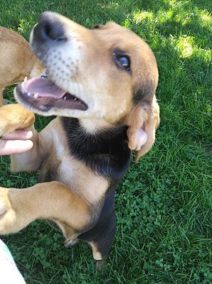 Waylon, an adoptable Hound in Tappahannock, VA, 22560 | Photo Image 4