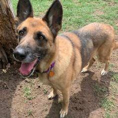 Lava, an adoptable German Shepherd Dog in Oklahoma City, OK_image-3