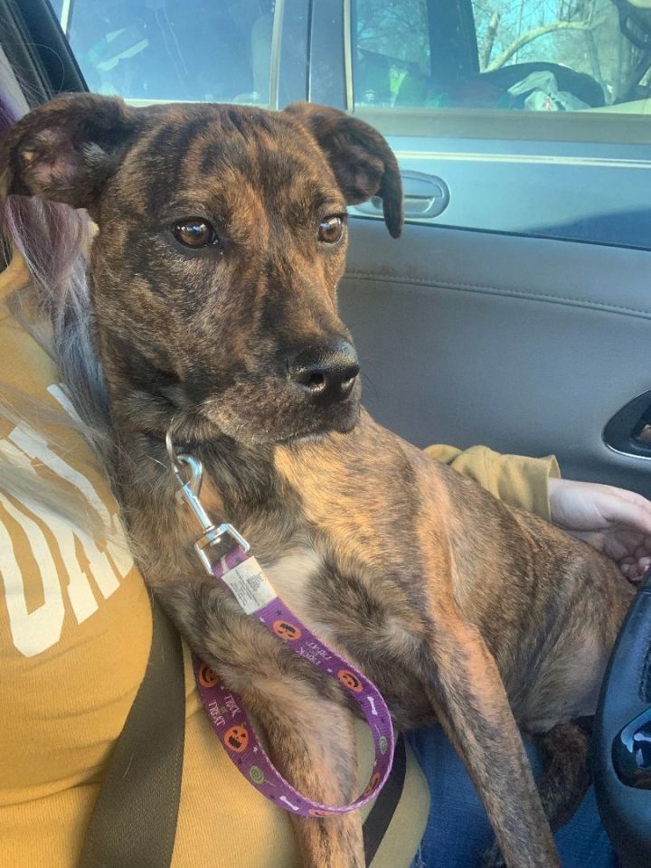 Mutt 4
