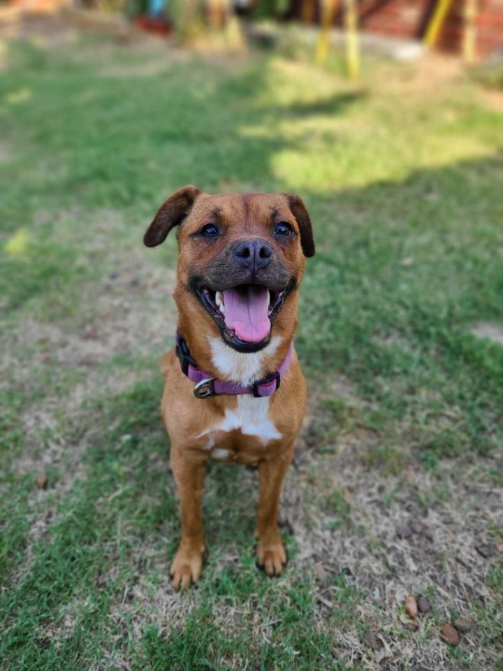 Wicket, an adoptable Terrier Mix in Oklahoma City, OK_image-1