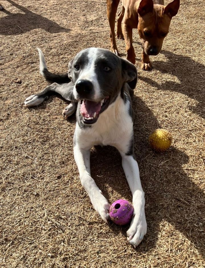 Harry, an adoptable Pit Bull Terrier & German Shepherd Dog Mix in Oklahoma City, OK_image-2