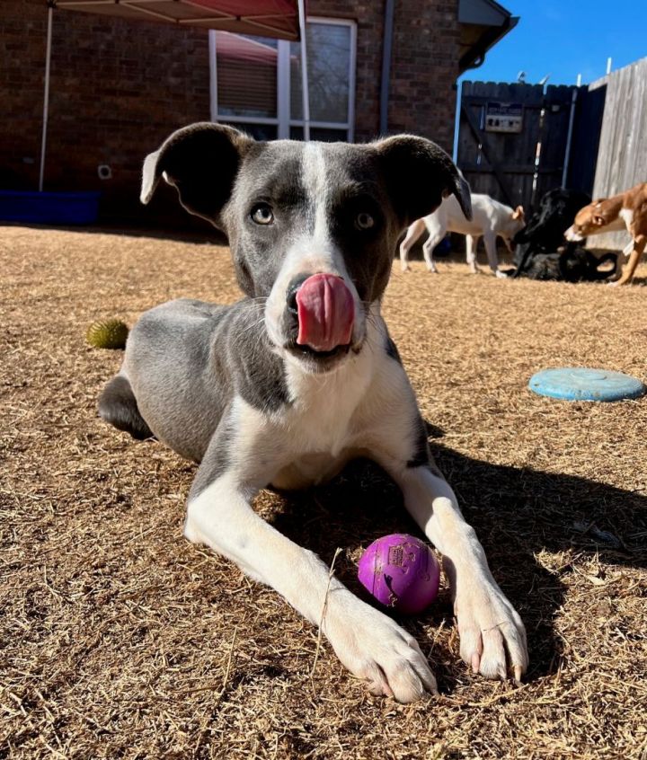 Harry, an adoptable Pit Bull Terrier & German Shepherd Dog Mix in Oklahoma City, OK_image-5