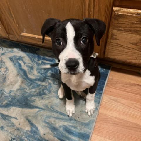 Boba **FOSTER NEEDED**