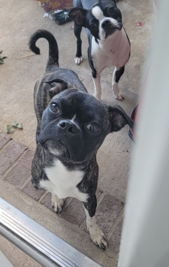 Pug mixed with store a boston terrier