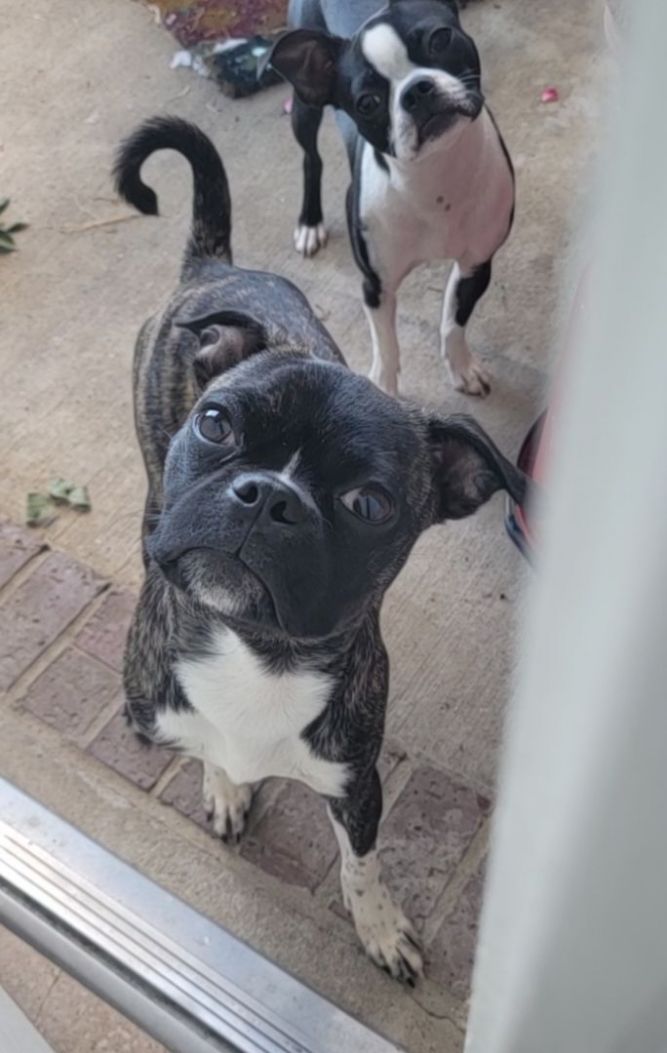 Boston terrier best sale pug mix puppies