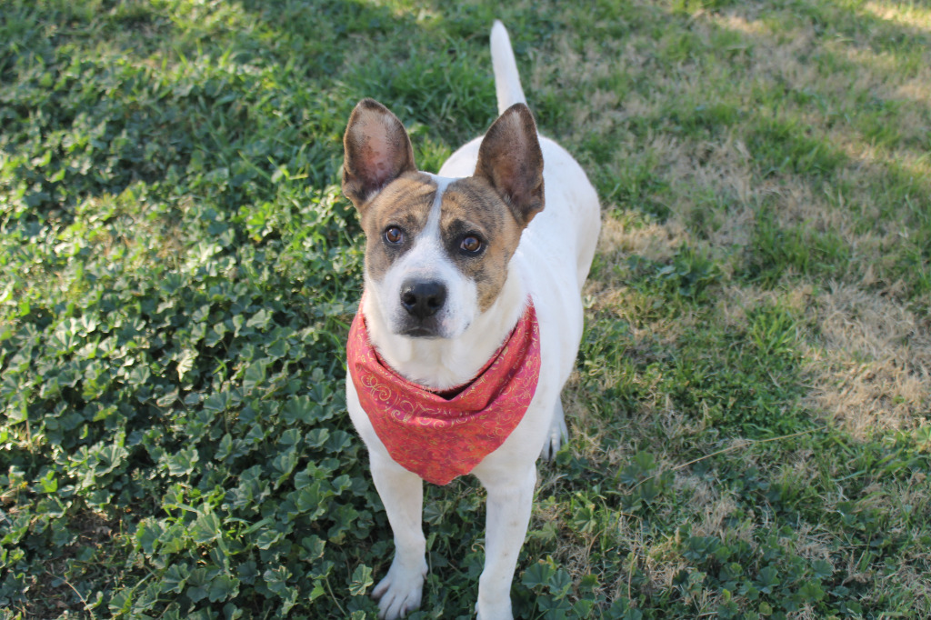 Jedi aka Batman, an adoptable Mixed Breed in Tucson, AZ, 85705 | Photo Image 1