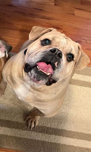 Petfinder bulldog hot sale