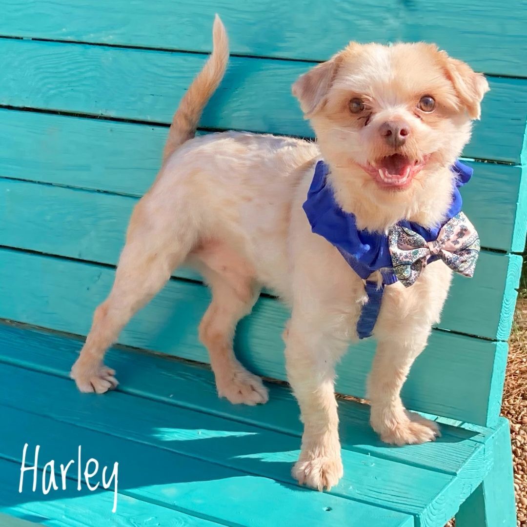Harley, an adoptable Lhasa Apso in Lubbock, TX, 79407 | Photo Image 2