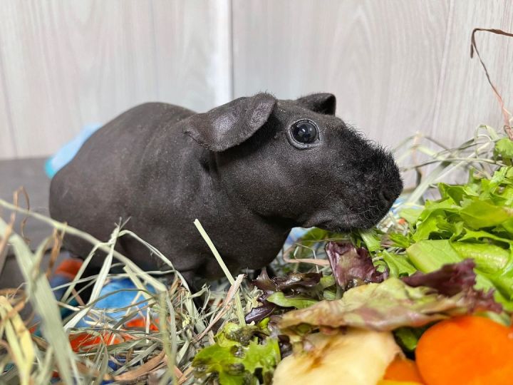 Porky, an adoptable Guinea Pig in Troy, AL_image-1