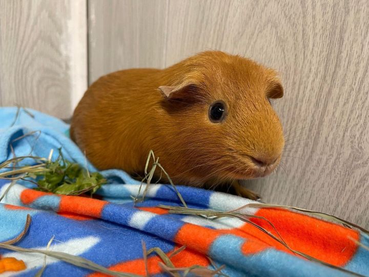 Butterscotch, an adoptable Guinea Pig in Troy, AL_image-1