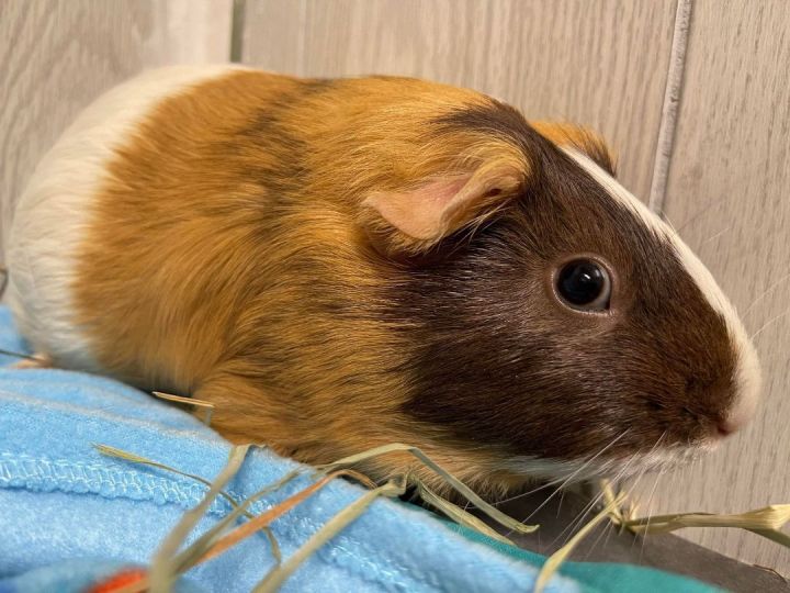 Reese Puff, an adoptable Guinea Pig in Troy, AL_image-2