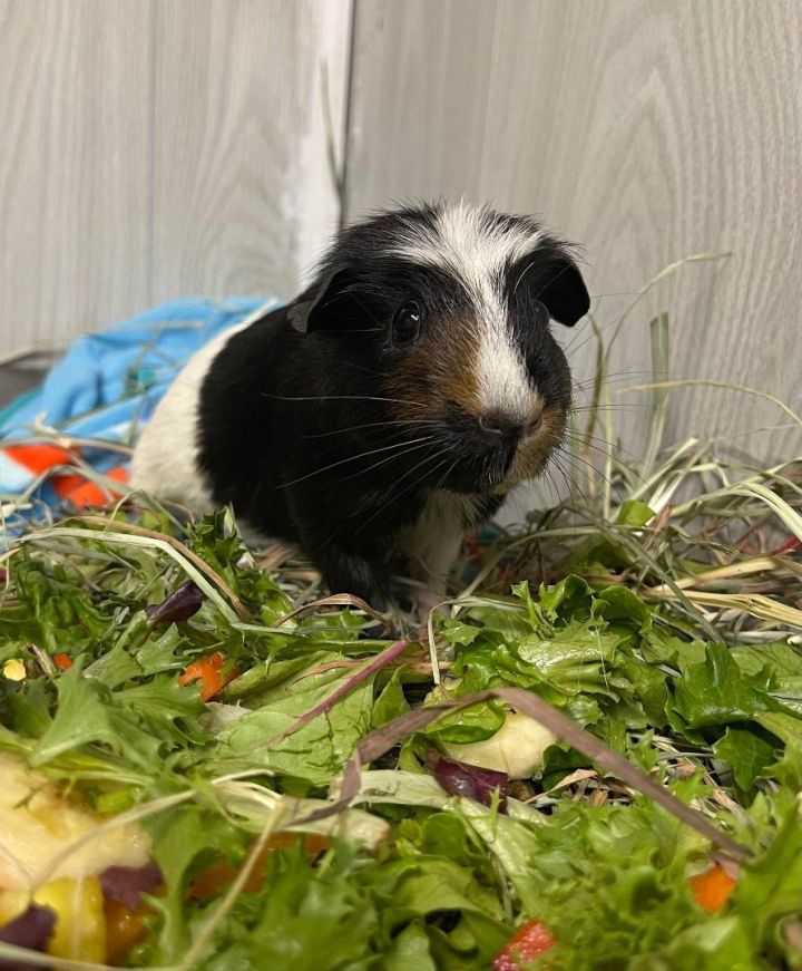 Kiwi, an adoptable Guinea Pig in Troy, AL_image-1