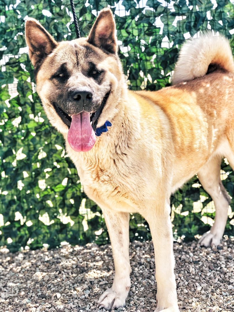 Presley, an adoptable Akita in Lubbock, TX, 79424 | Photo Image 2