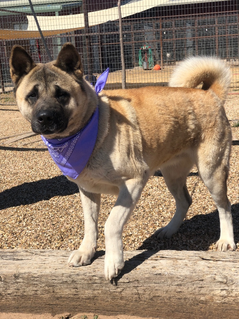 Presley, an adoptable Akita in Lubbock, TX, 79424 | Photo Image 4