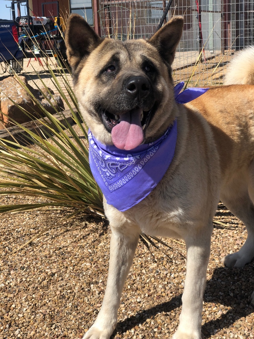 Presley, an adoptable Akita in Lubbock, TX, 79424 | Photo Image 6