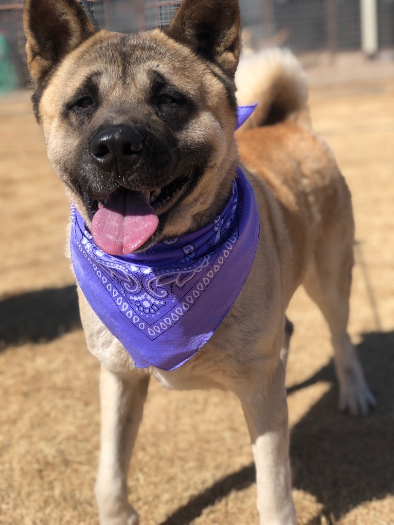 Presley, an adoptable Akita in Lubbock, TX, 79424 | Photo Image 8