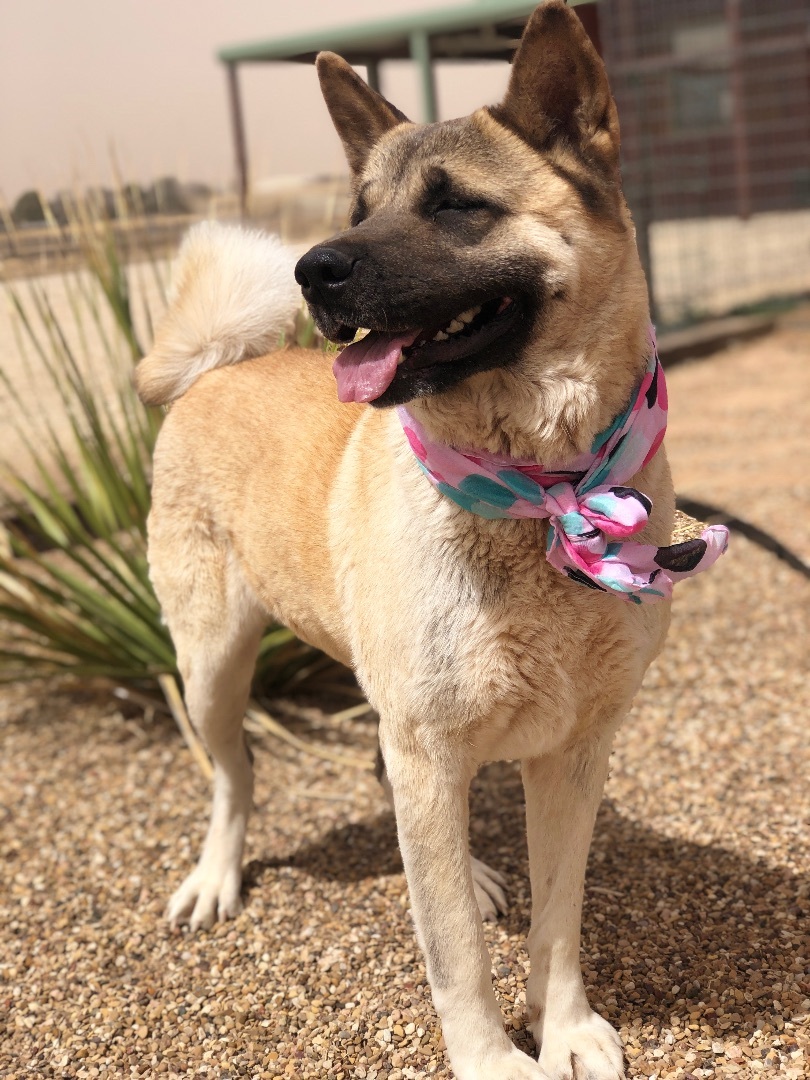 Presley, an adoptable Akita in Lubbock, TX, 79424 | Photo Image 10