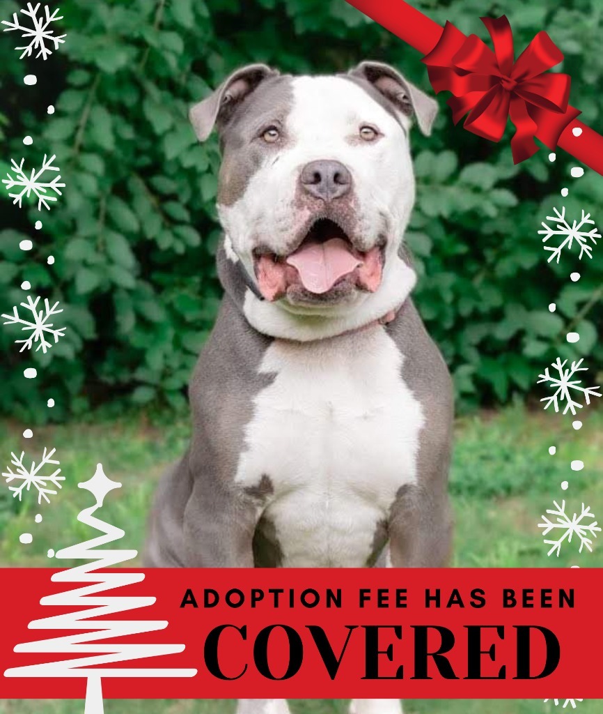 Feather - I'll Be Home For Christmas Promo, an adoptable American Bulldog, English Bulldog in Savage, MN, 55378 | Photo Image 1