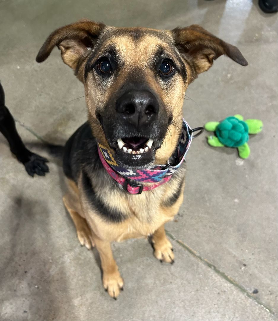Dog for adoption - Alicia, a German Shepherd Dog Mix in Parkville, MO |  Petfinder