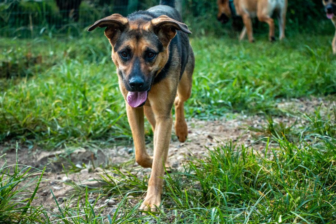 Alicia, an adoptable German Shepherd Dog in Parkville, MO, 64152 | Photo Image 2