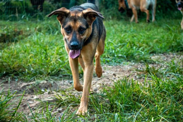 Alicia, an adoptable German Shepherd Dog Mix in Parkville, MO_image-2