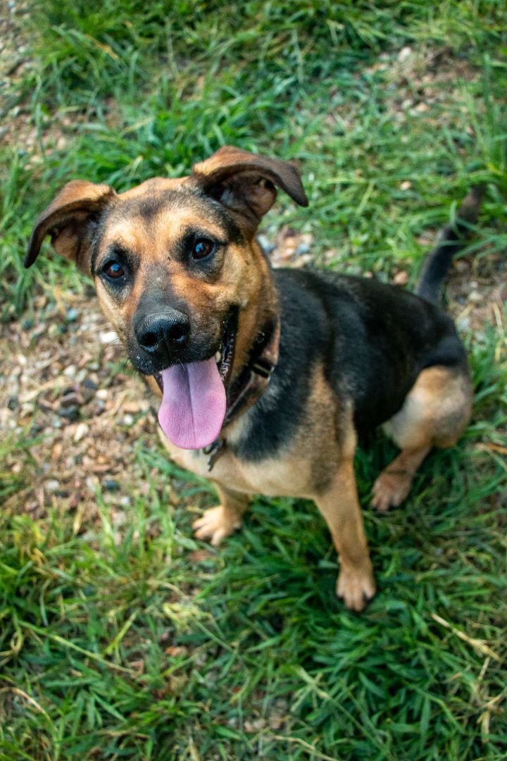 Alicia, an adoptable German Shepherd Dog in Parkville, MO, 64152 | Photo Image 4