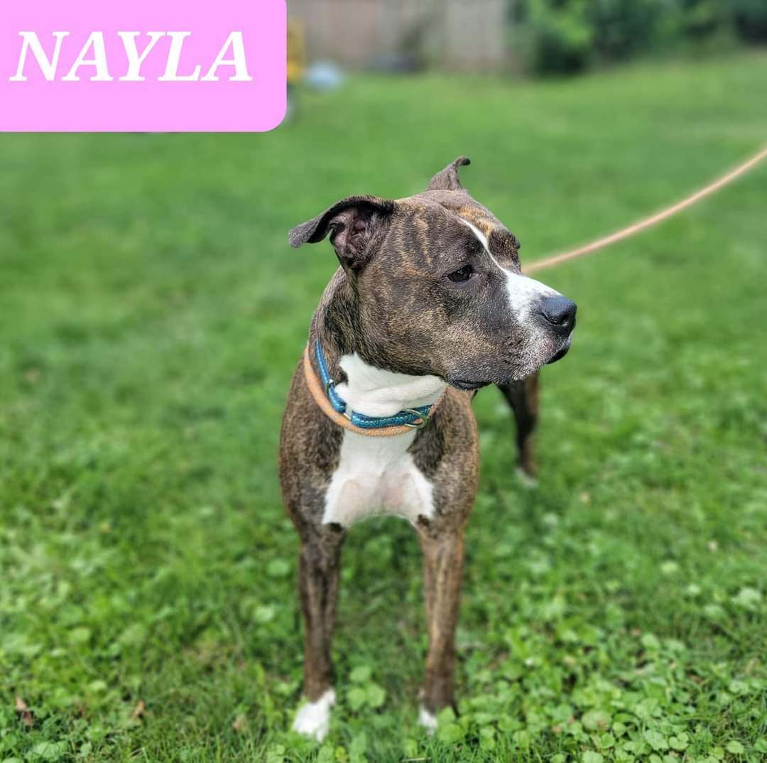 Nayla, an adoptable Terrier in Warren, OH, 44485 | Photo Image 1
