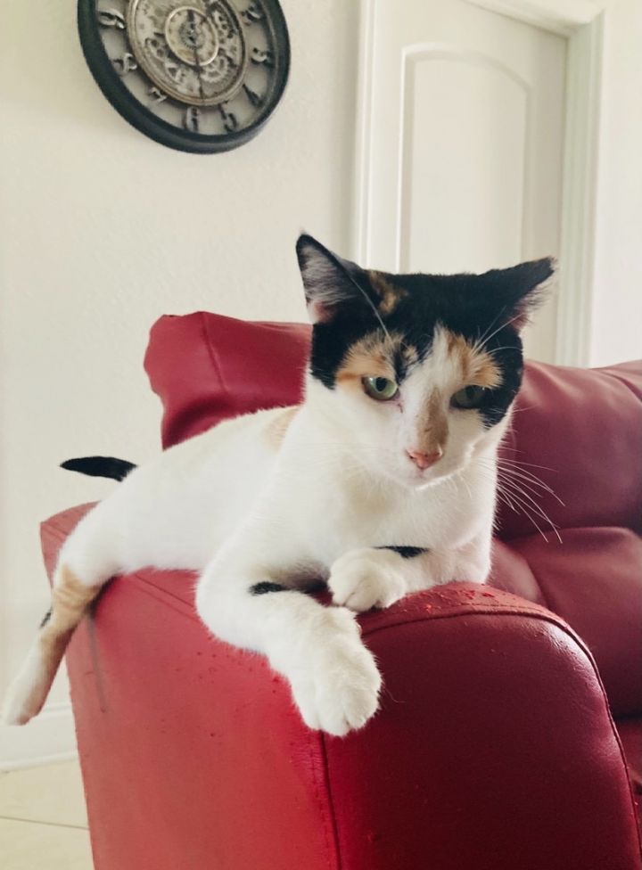 Katthy , an adoptable Calico in Kissimmee, FL_image-4